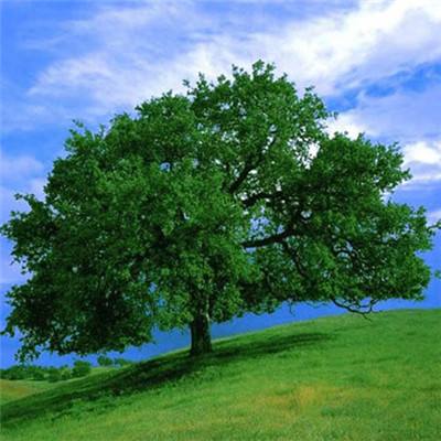 卡萨帝厨电AI之眼2.0既防干烧又防溢锅