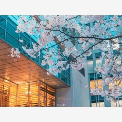 丰田将投资10亿美元,扩建美国肯塔基、印第安纳州工厂产能